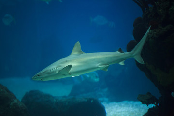 Sandbar shark (Carcharhinus plumbeus)
