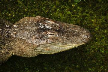 American alligator (Alligator mississippiensis).