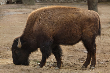 Plains bison, also known as the prarie bison.