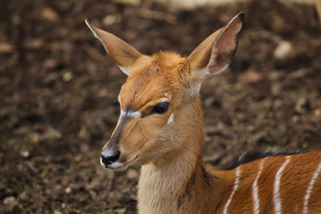 Nyala (Tragelaphus angasii).