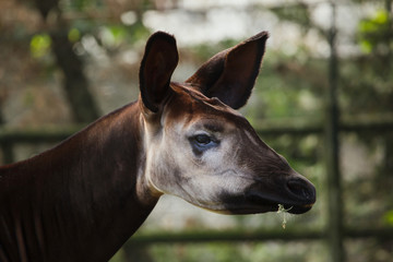 Okapi (Okapia johnstoni).