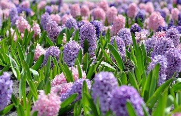 Flowerbed with colorful hyacinths, traditional spring flower, Easter flower, Easter background, floral background