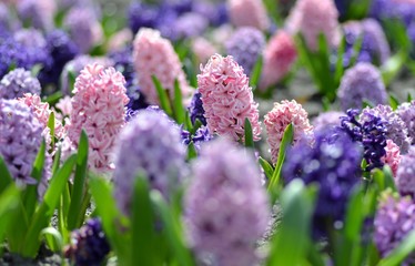 Obraz premium Flowerbed with colorful hyacinths, traditional spring flower, Easter flower, Easter background, floral background