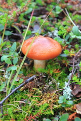 Russula emetica mushroom