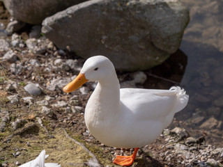 Duck on the shore