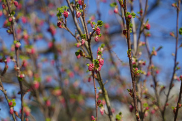 Zierjohannisbeere Blut-Johannisbeere Ribes sanguineum