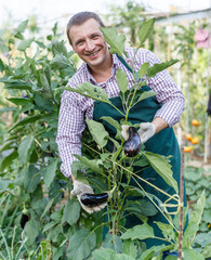 Male gardener arranging eggplants while gardening in outdoor garden