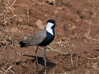 Spur-winged lapwing (Vanellus spinosus)