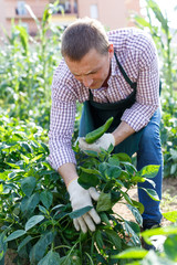 Worker taking care of pepper plants