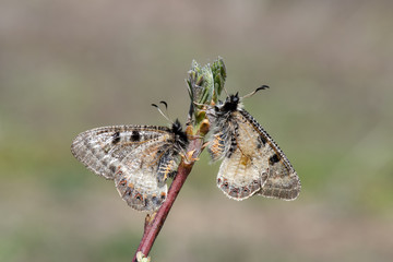 Papilionidae / Yalancı Apollo / / Archon apollinus	