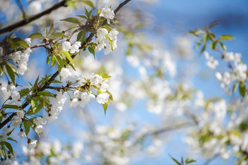 White blossoms of an apple tree and blue sky. Springtime concept.