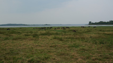 Fototapeta na wymiar group of water buffalo.