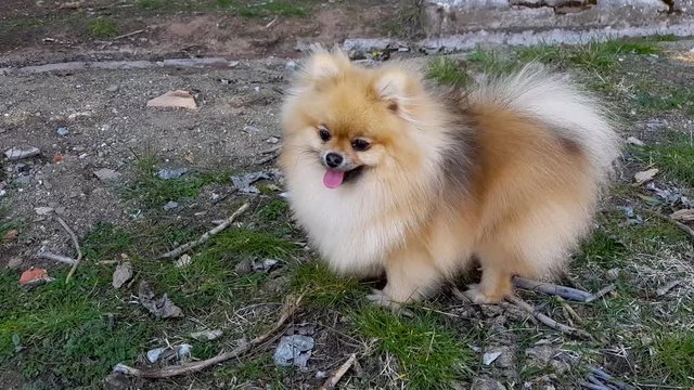 Puppy of the Pomeranian Spitz stands on the grass.