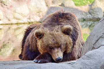 Brown Bear Couple Ursus Arctos Beringianus Closeup Portrait