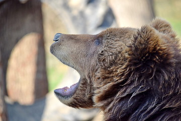 Brown Bear Ursus Arctos Beringianus Head Closeup Portrait Look