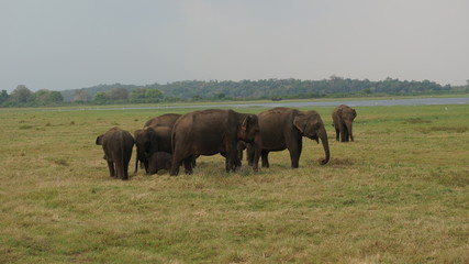 Elephants of Sri Lanka watched during a safari