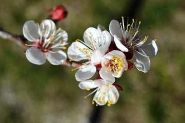 Obraz premium spring apricot flower