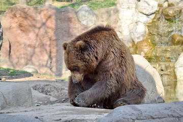Brown Bear Ursus Arctos Beringianus Head Closeup Portrait Look