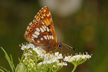 Hamearis lucina (LINNAEUS, 1758) Schlüsselblumen-Würfelfalter DE, NRW, Eifel, Blankenheim 19.05.2014