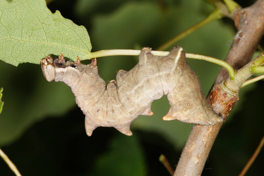 Notodonta torva (H&Uuml;BNER, [1807-1809]) Gelbbrauner Zahnspinner , Raupe DE, NRW, Wuppertal 21.05.2014
