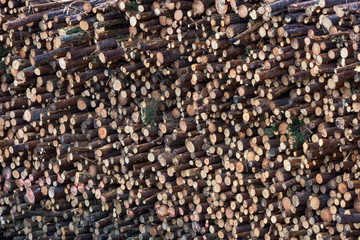 Fototapeta premium Stacked wooden logs