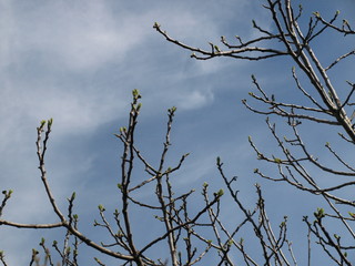 Bourgeonnnement