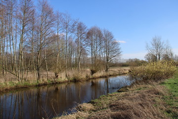 Baumreihe am Fluss