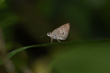 colored butterflies with a wingspan