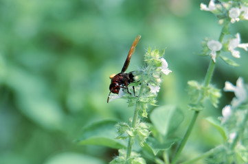 black wasp with brown wings