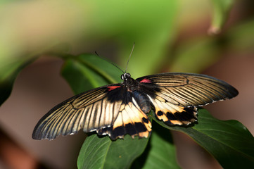 colored butterflies with a wingspan