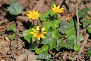 The flowers of Caltha in the woods