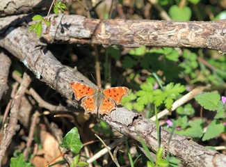 Butterfly Polygonia c-album