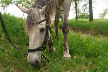 white horse