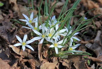 Flowers of Ornithogalum umbellatum