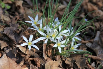 Flowers of Ornithogalum umbellatum