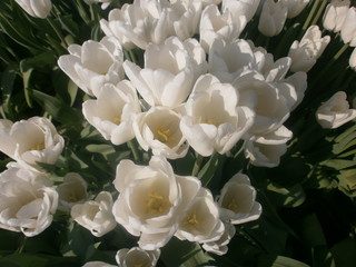 lots of blooming tulips