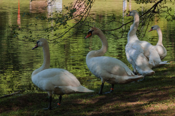 Swan closeup