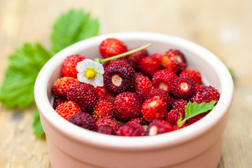 Alpine strawberries in the bowl
