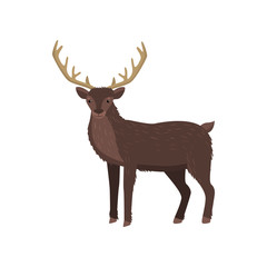 Brown elk with big horns standing at white background looking at viewer