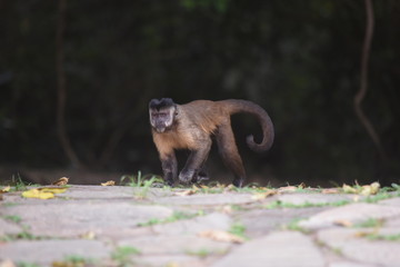 Macaco no Brasília National Park