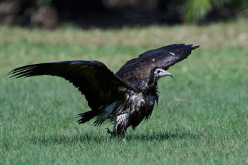Hooded vulture (Necrosyrtes monachus)