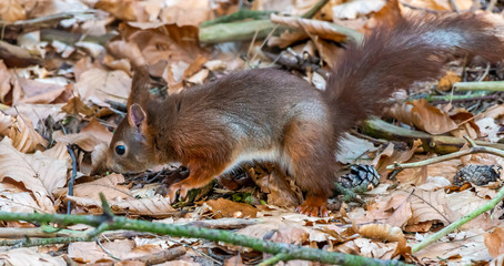 Red Squirrel