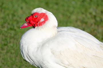 Méditation éveillée