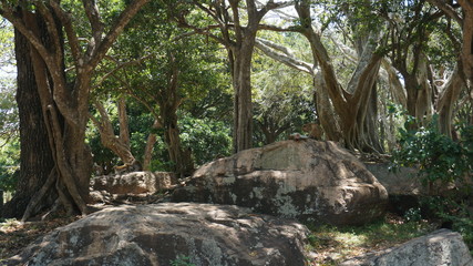 Group of asian monkey sitting and eating in a public park