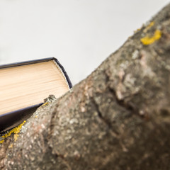 the book is in a tree