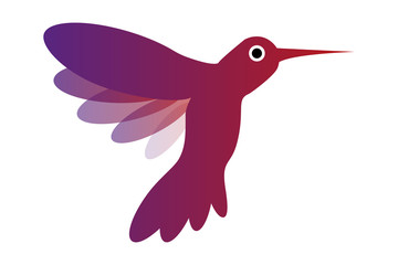 Flying isolated hummingbird with colorful dark red and violet wings. Bird with translucent wings.