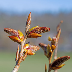 Männliche Blüten der Pappel, Populus