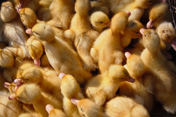 Little Ducklings on a chicken farm