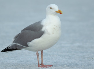 Herring gull	