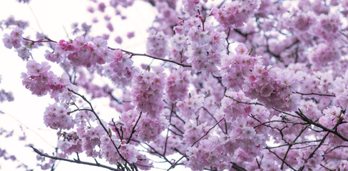 Cherry blossom in full bloom. Japanese cherry flowers in Warm Ma